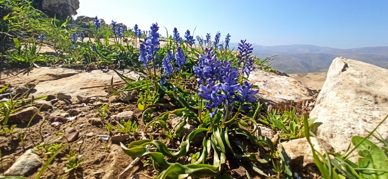 קובץ:2022-02-08T13 07 08.915606130490.jpg