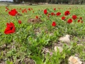 תמונה ממוזערת לגרסה מתאריך 10:39, 25 בפברואר 2022