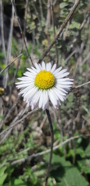 קובץ:2022-03-05T11 27 34.264233878633.jpg