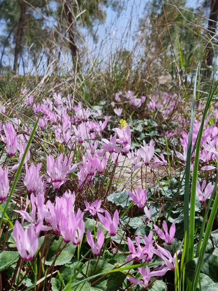 קובץ:2022-03-05T11 52 05.495001183156.jpg