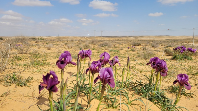 קובץ:2022-03-18T14 00 32.103807555518.jpg