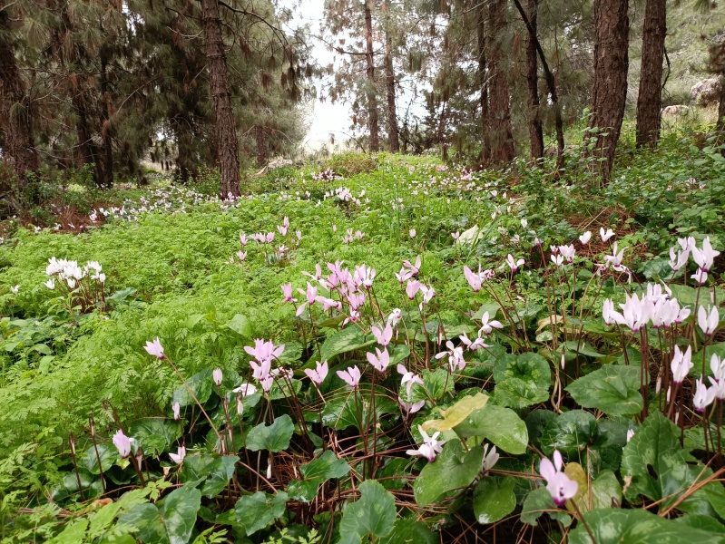 קובץ:2022-03-18T15 50 08.078101940129.jpg