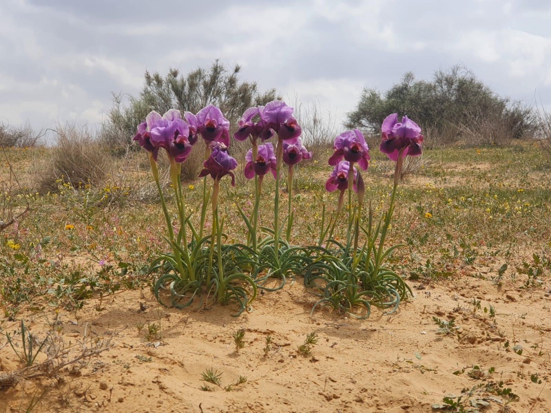 קובץ:2022-03-19T15 56 06.233750199830.jpg