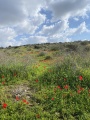 תמונה ממוזערת לגרסה מתאריך 14:55, 19 במרץ 2022