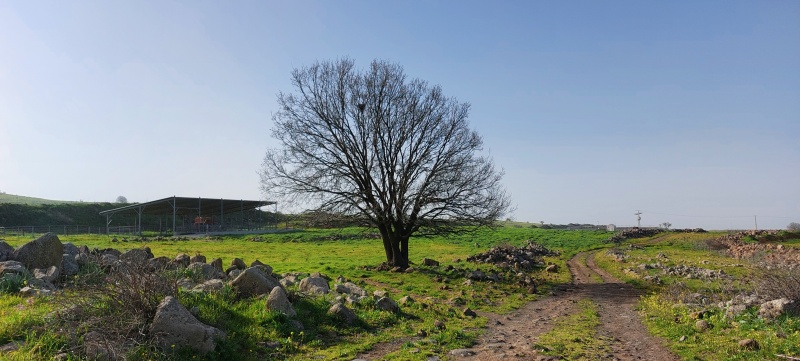 קובץ:2022-03-30T08 52 53.488497323890.jpg