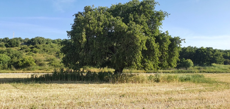 קובץ:2022-04-22T08 14 00.605459126274.jpg