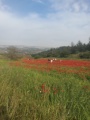 תמונה ממוזערת לגרסה מתאריך 17:03, 22 באפריל 2022