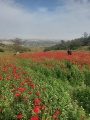 תמונה ממוזערת לגרסה מתאריך 17:03, 22 באפריל 2022