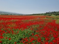 תמונה ממוזערת לגרסה מתאריך 15:14, 23 באפריל 2022