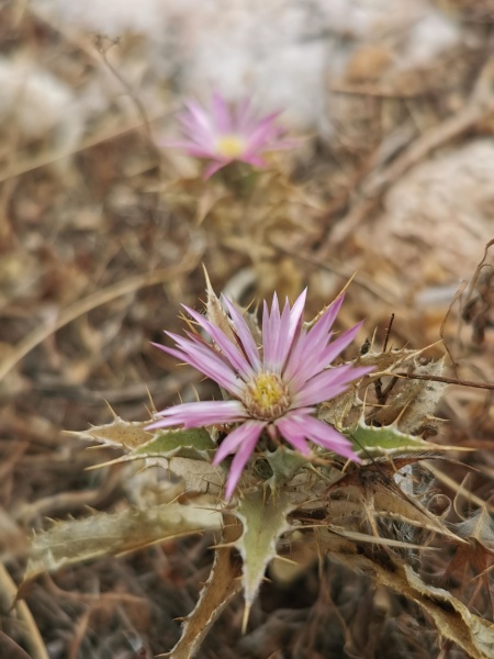 קובץ:2022-06-22T11 19 02.468940449951.jpg