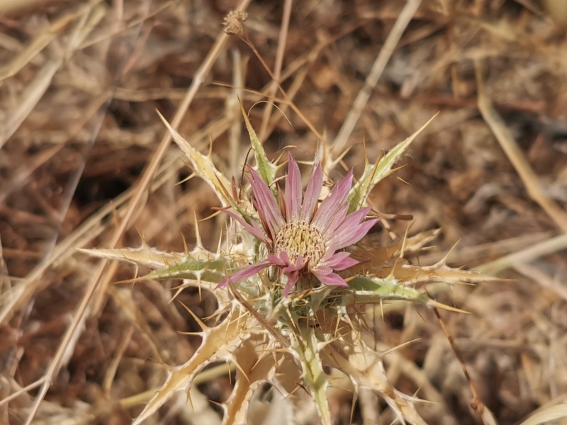 קובץ:2022-06-28T13 58 13.879281186603.jpg