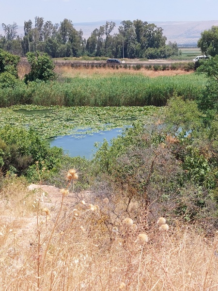 קובץ:2022-07-06T12 46 14.626408115813.jpg