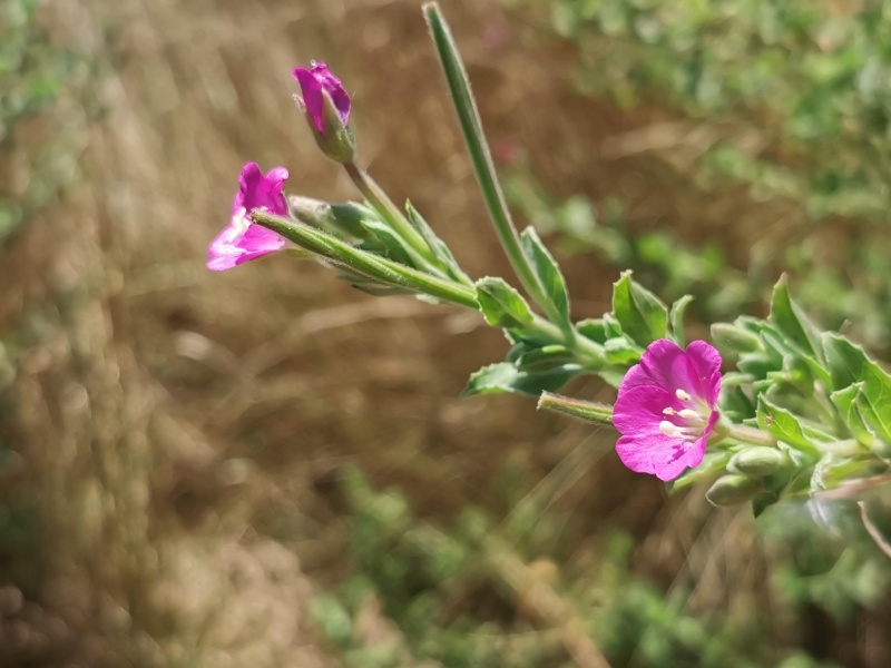 קובץ:2022-08-13T11 16 29.770390388854.jpg