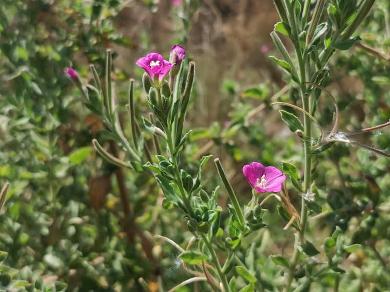 קובץ:2022-08-13T11 16 45.788372398873.jpg