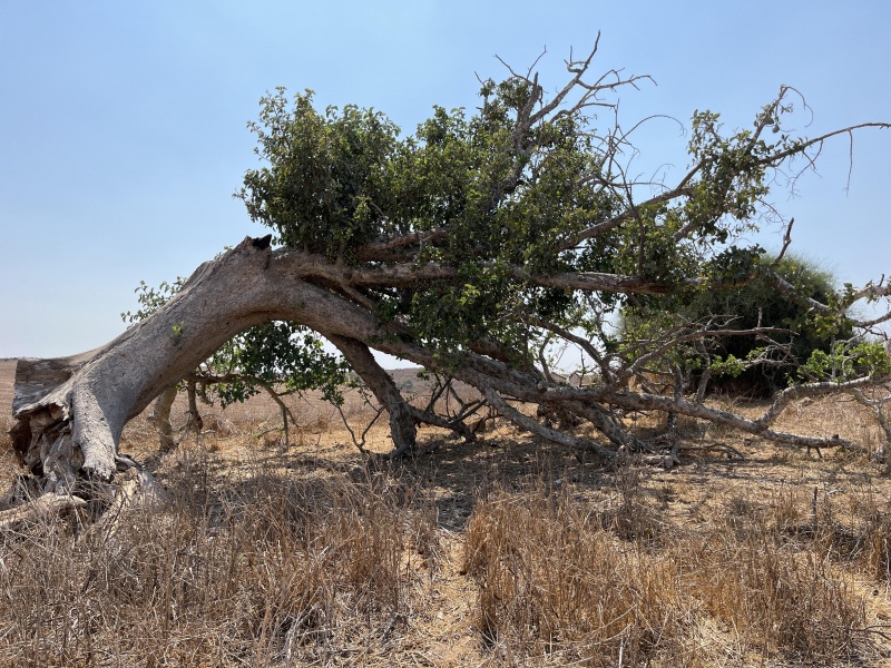 קובץ:2022-08-20T14 30 31.572911344745.jpg