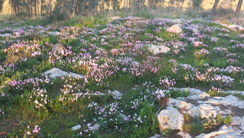 קובץ:2023-02-21T19 14 48.134297530360.jpg