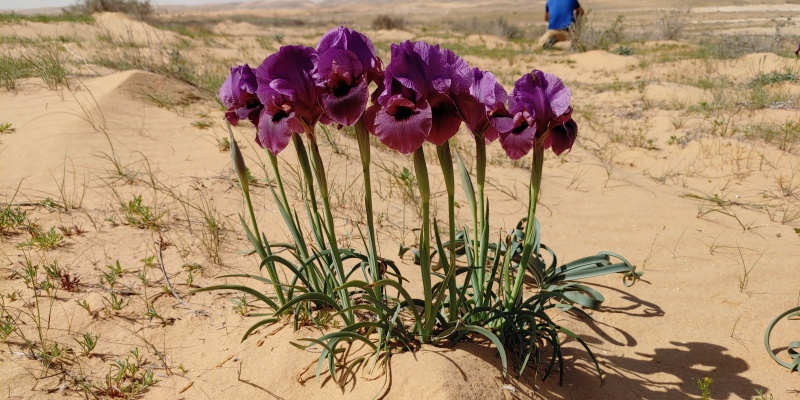 קובץ:2023-03-04T11 37 09.094152838809.jpg