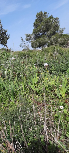 קובץ:2023-03-24T10 26 06.328381401278.jpg