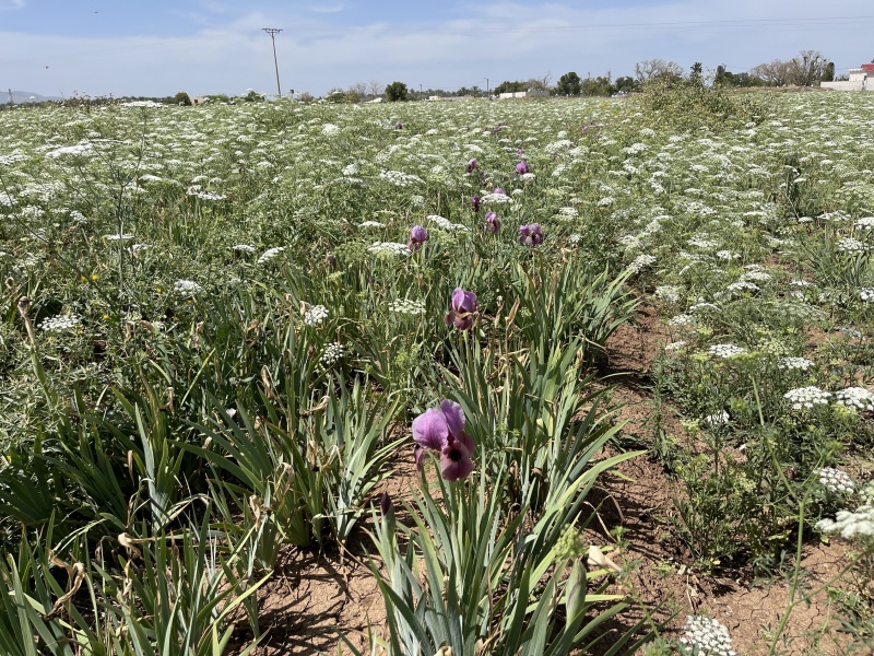 קובץ:2023-04-15T14 16 20.004324664352.jpg