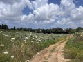 תמונה ממוזערת לגרסה מתאריך 08:42, 29 באפריל 2023