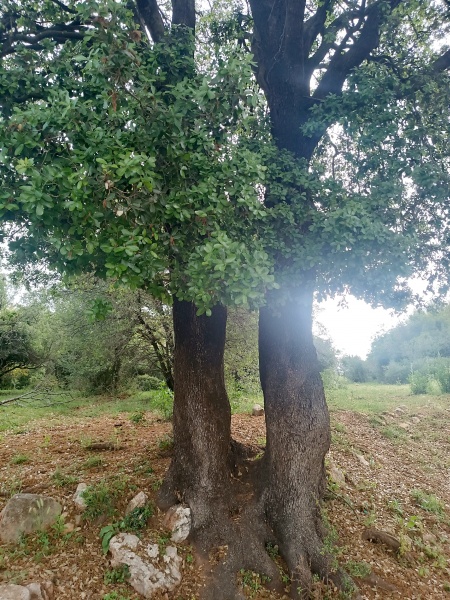 קובץ:2023-04-29T22 22 24.177564172925.jpg