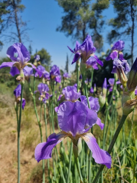 קובץ:2023-05-03T11 50 42.240063518186.jpg