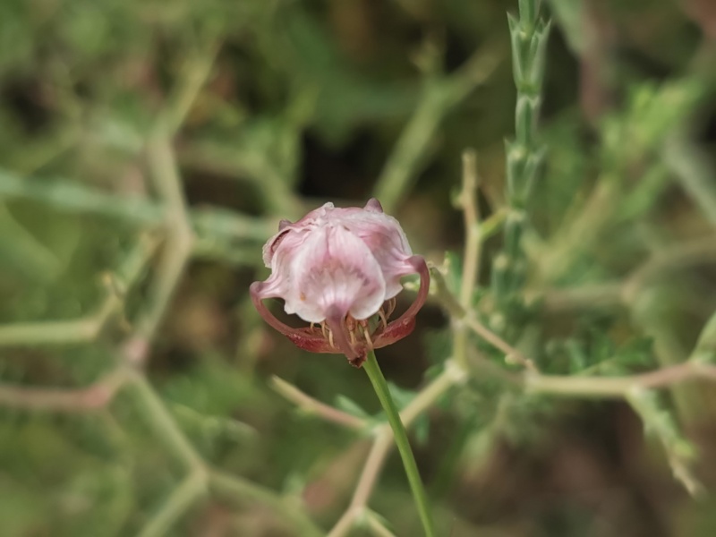 קובץ:2023-05-13T08 20 57.710080851878.jpg