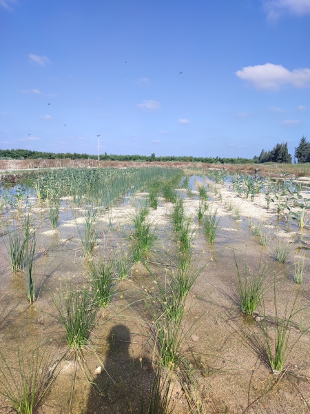 קובץ:2023-06-16T08 17 08.245888145731.jpg