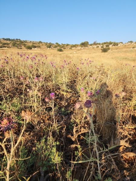 קובץ:2023-06-23T06 38 50.4781491527.jpg