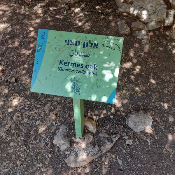 קובץ:2023-06-28T10 03 27.922351603021.jpg