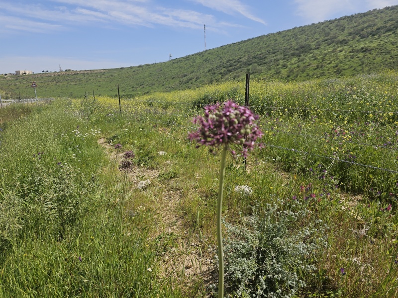 קובץ:2024-03-13T10 55 35.13544074885.jpg