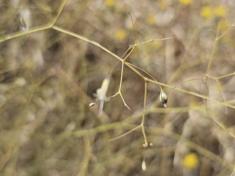 קובץ:2024-06-04T15 24 51.69391470391.jpg