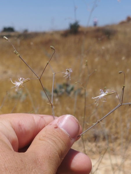 קובץ:2024-06-07T16 29 27.895643447556.jpg