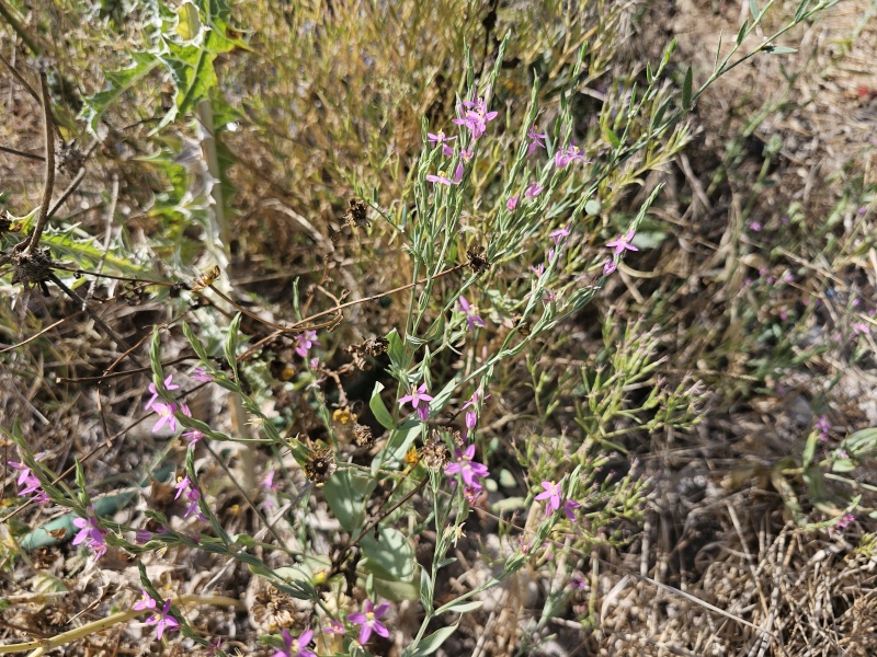 קובץ:2024-06-19T09 21 15.334503641045.jpg