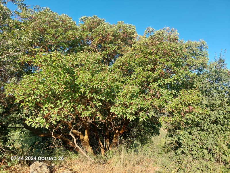 קובץ:2024-08-26T07 44 12.716368971022.jpg