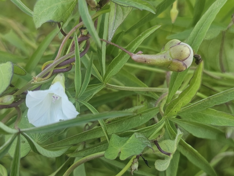 קובץ:2024-09-04T10 05 46.50146888659.jpg