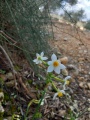 תמונה ממוזערת לגרסה מתאריך 09:36, 28 בנובמבר 2024