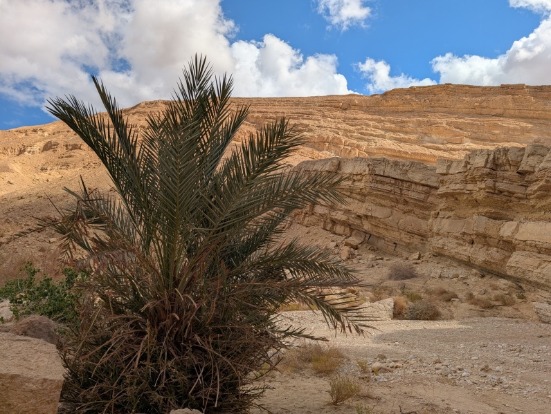 קובץ:2024-12-30T10 51 04.964820466545.jpg