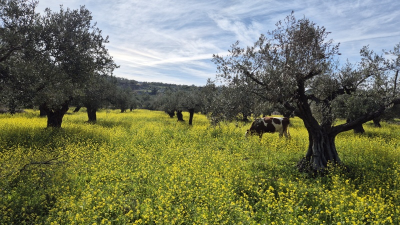 קובץ:2025-01-15T10 51 15.159662793083.jpg