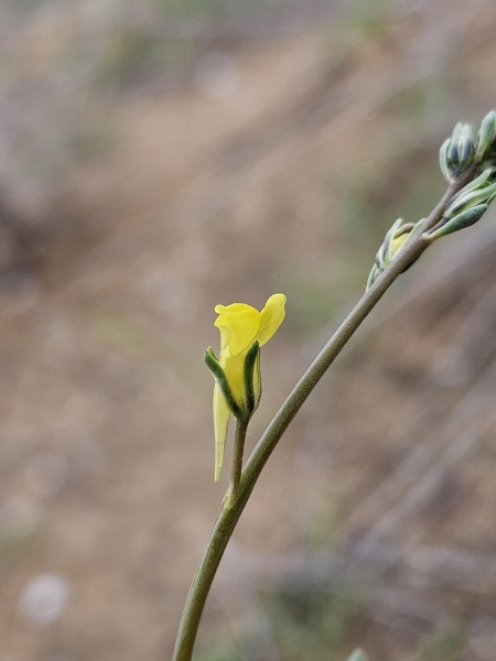 קובץ:2025-03-21T10 53 36.51970472309.jpg