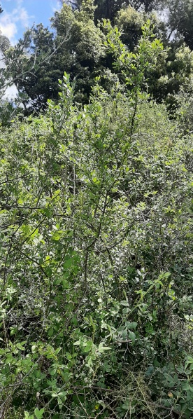 קובץ:2025-04-05T12 53 32.826683233076.jpg