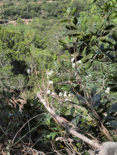 קובץ:2025-05-10T12 53 30.755130430833.jpg