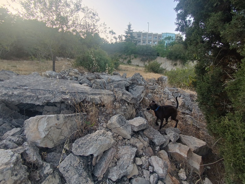 קובץ:2025-05-19T18 42 51.173106378564.jpg