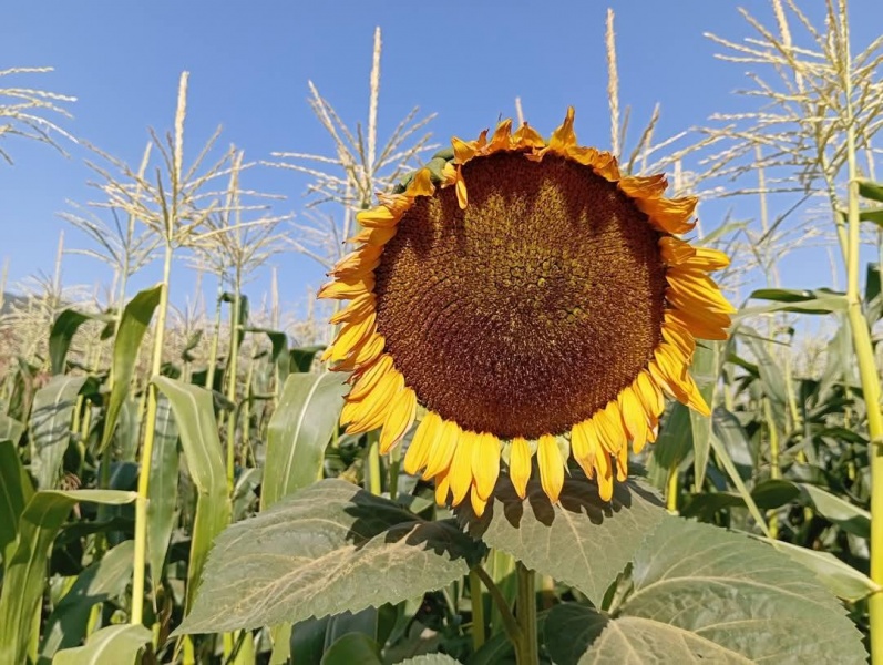 קובץ:2025-05-24T19 53 21.950837362036.jpg