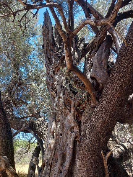 קובץ:2025-05-30T13 53 19.561955399892.jpg