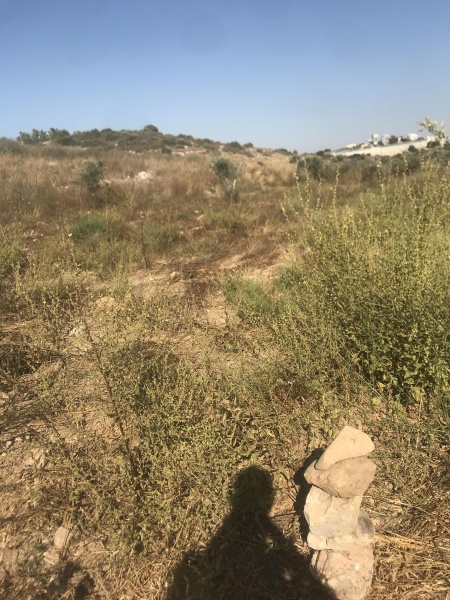 קובץ:2025-06-18T16 53 26.147324312818.jpg