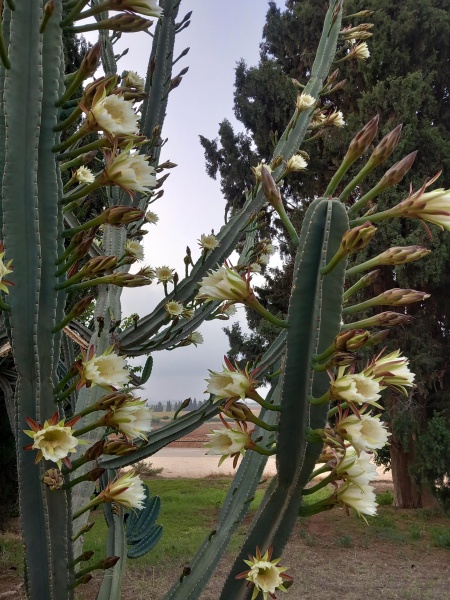 קובץ:2025-06-23T05 53 35.533300551362.jpg