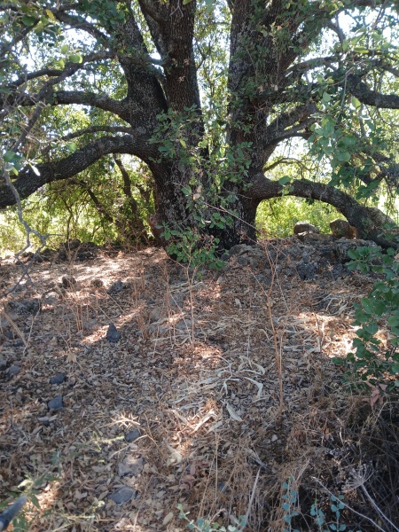 קובץ:2025-08-05T16 02 02.773710192204.jpg