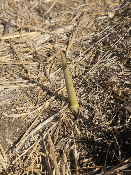 קובץ:2025-10-29T10 53 47.846130422646.jpg