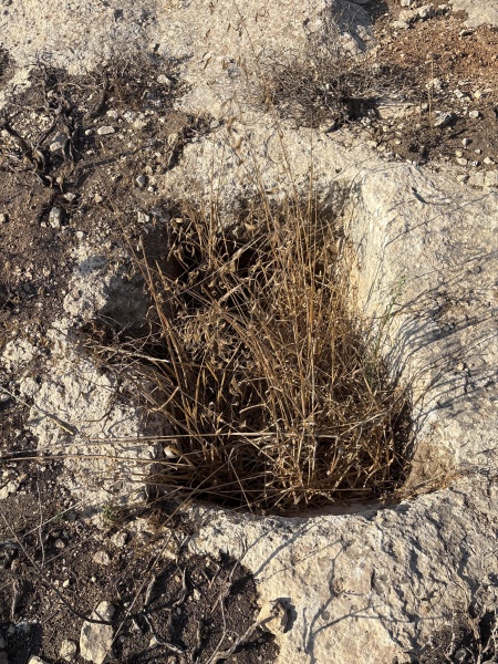 קובץ:2025-11-01T07 53 51.305967578669.jpg